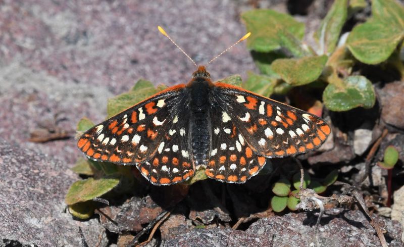Snowberry Checkerspot: Euphydryas colon