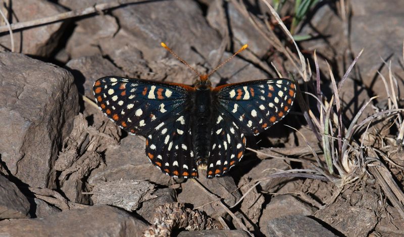 Snowberry Checkerspot: Euphydryas colon wallacensis