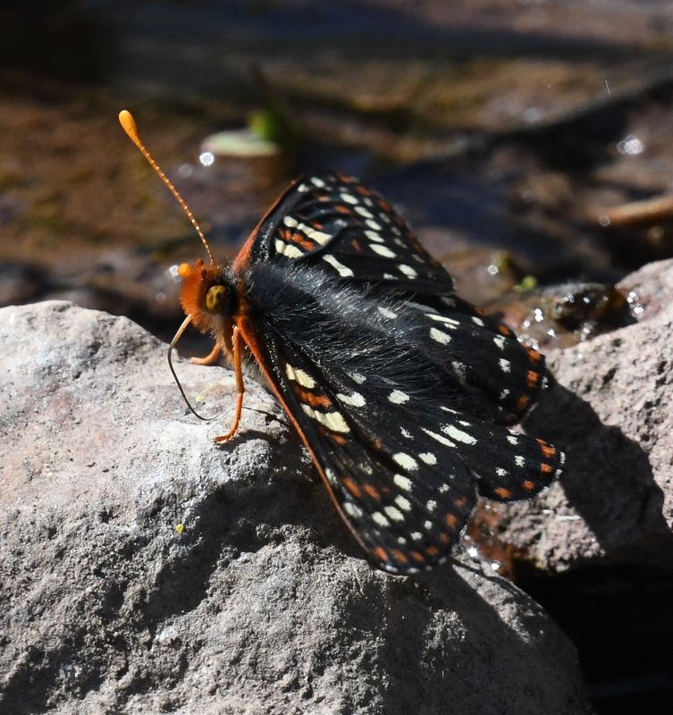 Snowberry Checkerspot: Euphydryas colon wallacensis