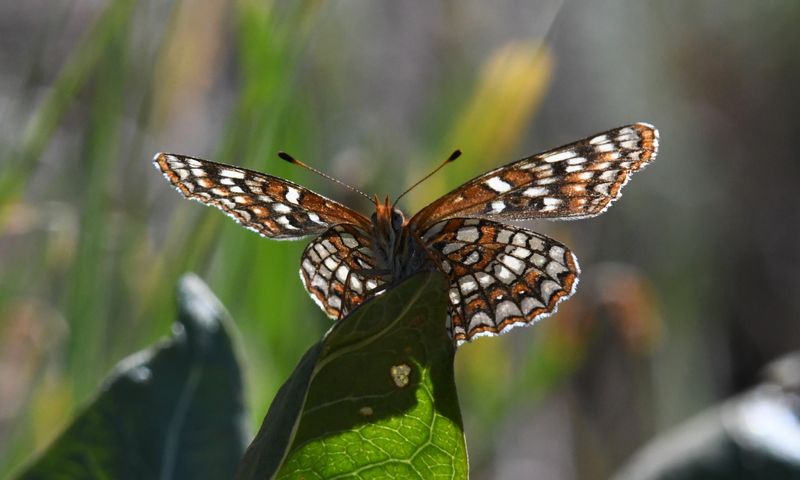Snowberry Checkerspot: Euphydryas colon wallacensis