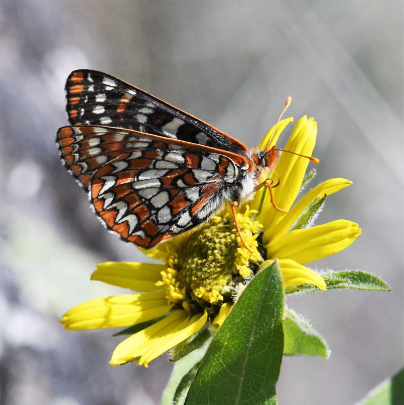 Snowberry Checkerspot: Euphydryas colon