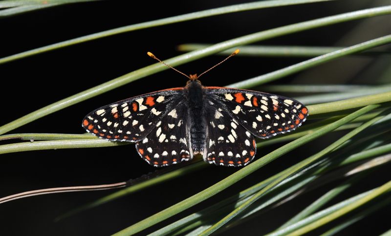 Snowberry Checkerspot: Euphydryas colon wallacensis