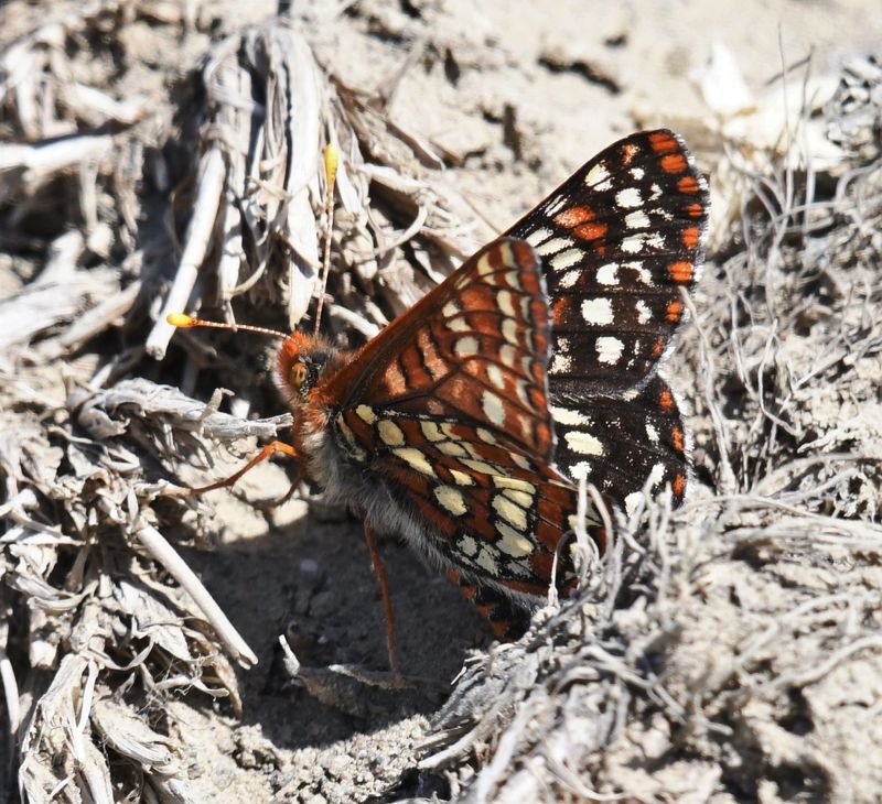 Snowberry Checkerspot: Euphydryas colon