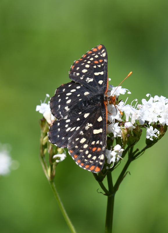 Snowberry Checkerspot: Euphydryas colon