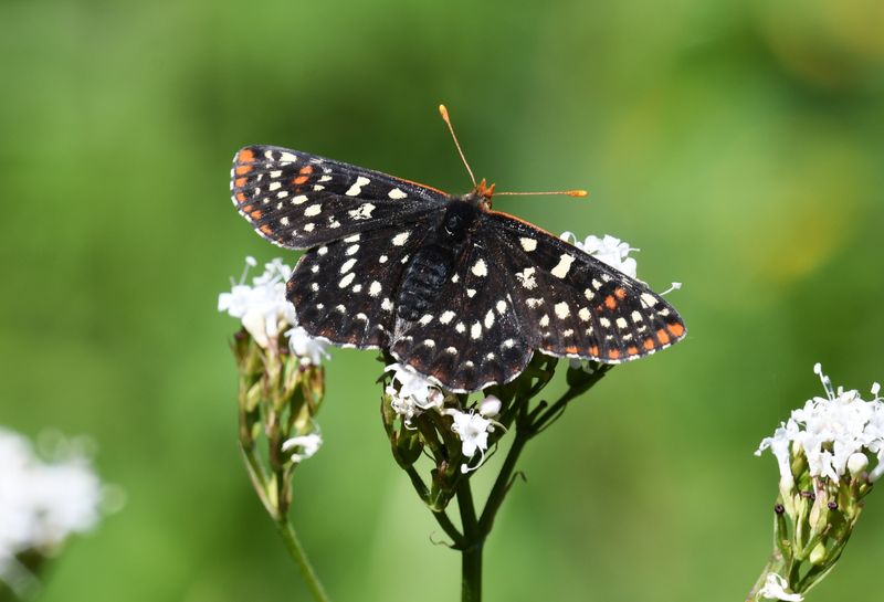 Snowberry Checkerspot: Euphydryas colon