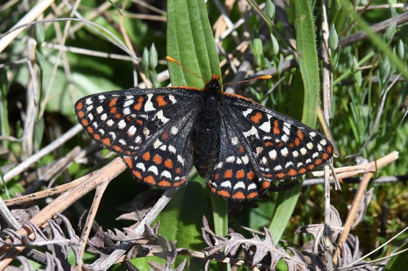 Taylor's Edith's Checkerspot: Euphydryas editha taylori