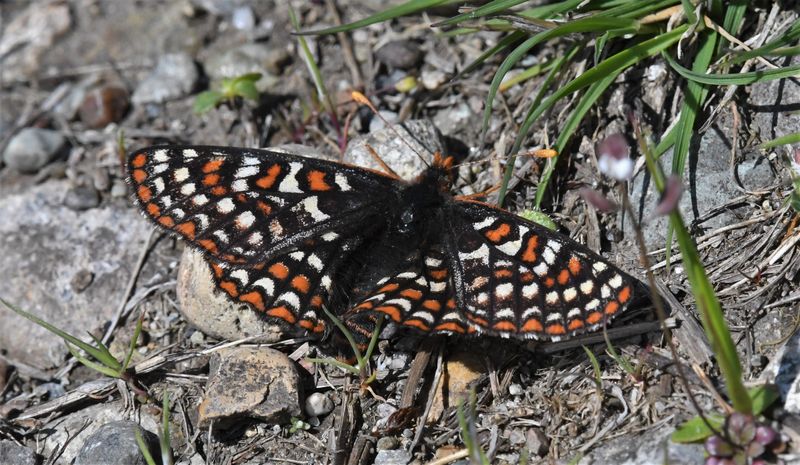 Taylor's Edith's Checkerspot: Euphydryas editha taylori