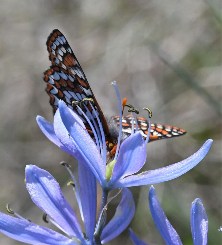 Taylor's Edith's Checkerspot: Euphydryas editha taylori