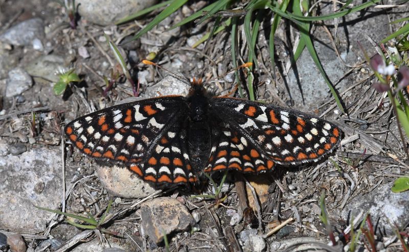 FOLDER: Checkerspot, Edith's -taylori-