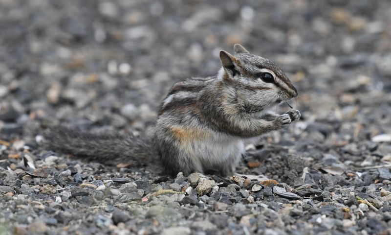 Chipmunk, Least