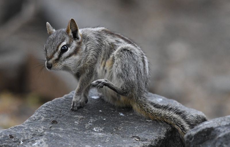 Least Chipmunk