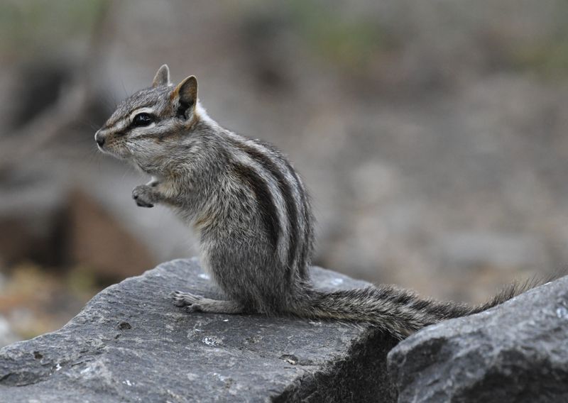 Least Chipmunk