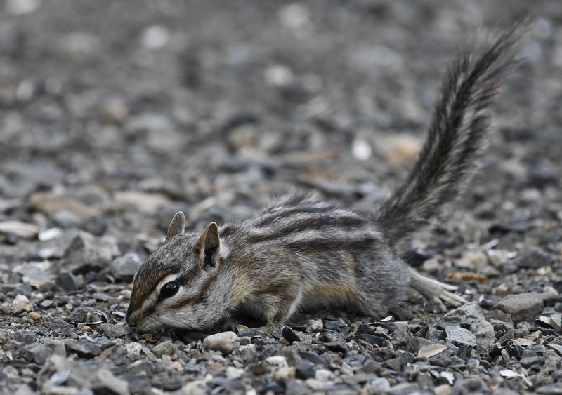 Chipmunk, Least