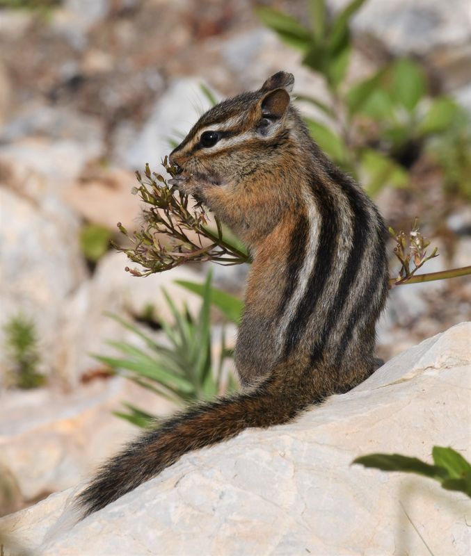 Red-tailed Chipmunk