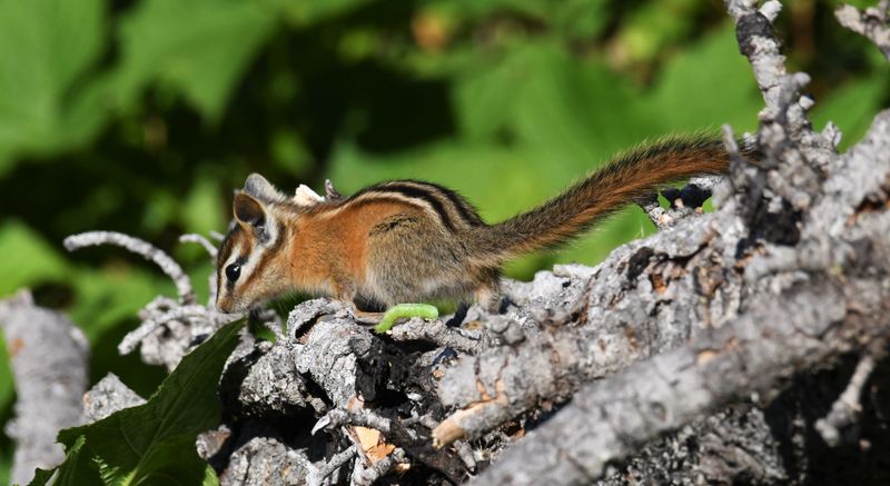 Chipmunk, Red-tailed
