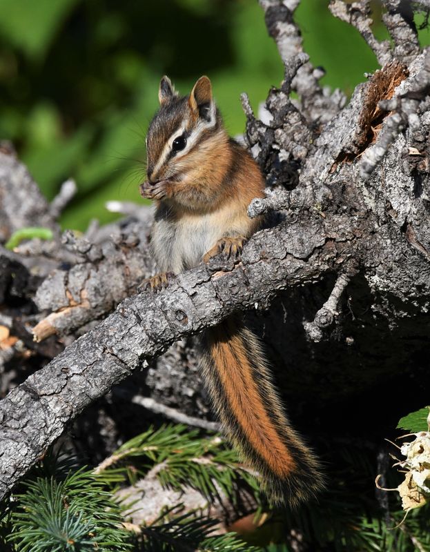 Chipmunk, Red-tailed