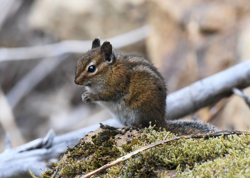 Chipmunk, Townsend's