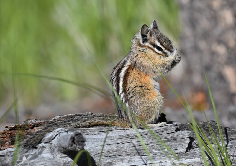 Yellow Pine Chipmunk