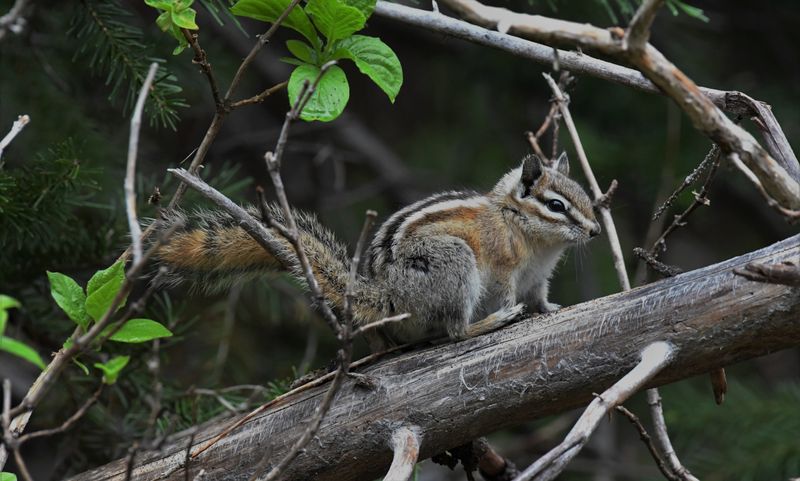 Yellow Pine Chipmunk
