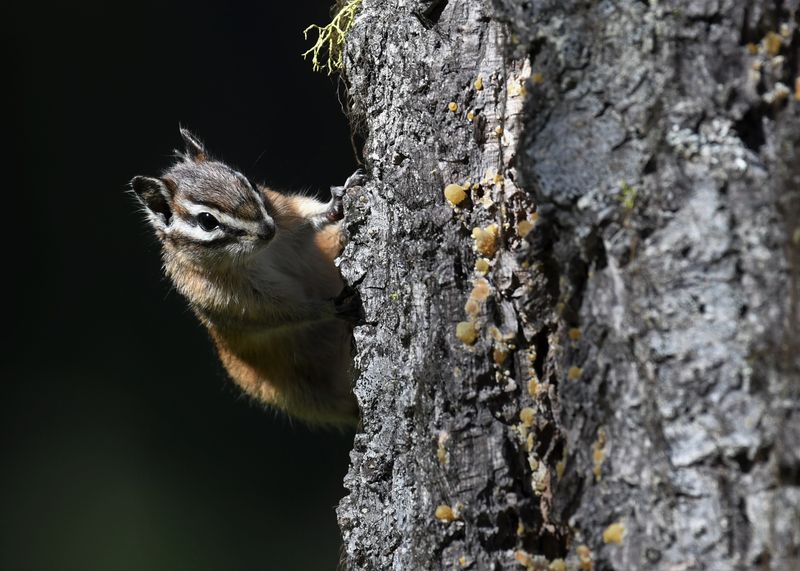 Yellow Pine Chipmunk