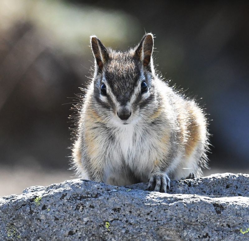 Yellow Pine Chipmunk