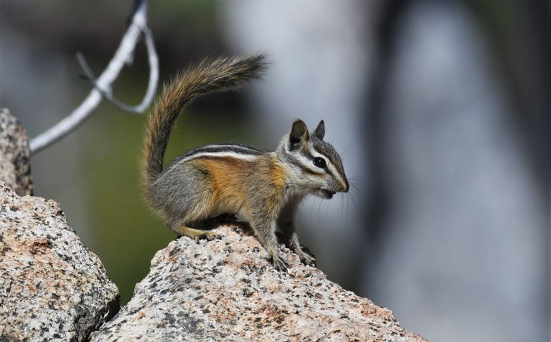 Yellow Pine Chipmunk
