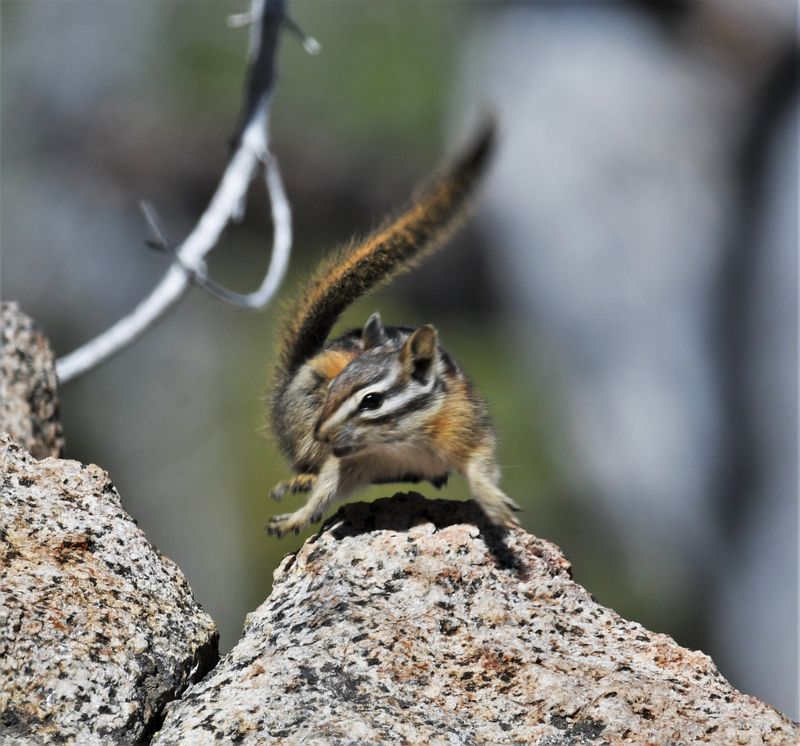 Yellow Pine Chipmunk