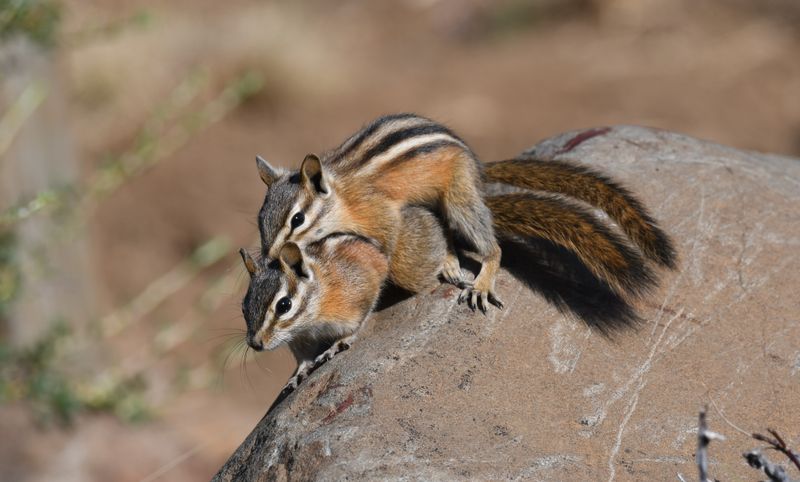 Yellow Pine Chipmunk