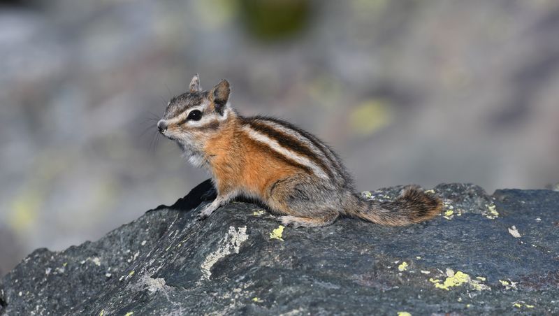 Yellow Pine Chipmunk