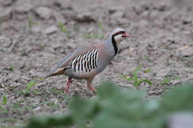 Chukar