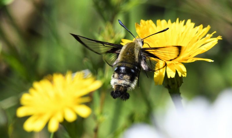 Rocky Mountain Clearwing