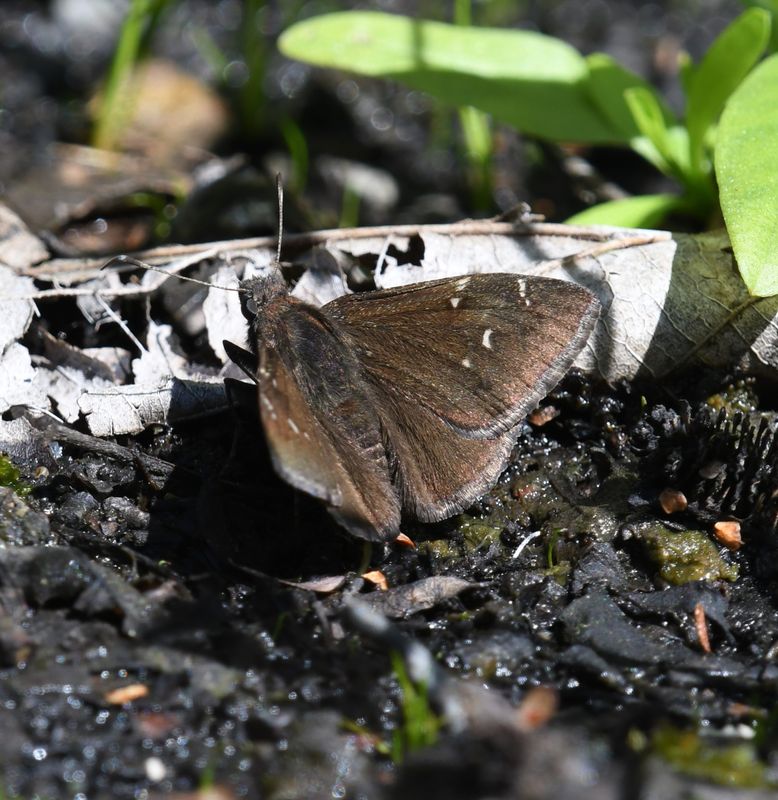 Northern Cloudywing: Cecropterus pylades