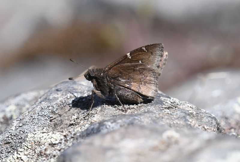 Northern Cloudywing: Cecropterus pylades