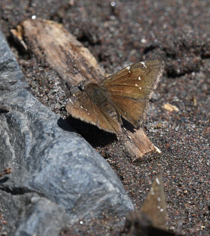 Northern Cloudywing: Cecropterus pylades