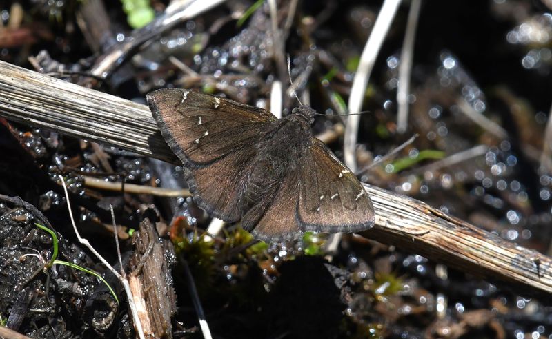 Northern Cloudywing: Cecropterus pylades