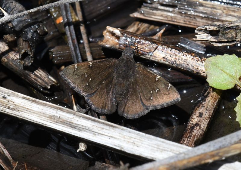 Northern Cloudywing: Cecropterus pylades