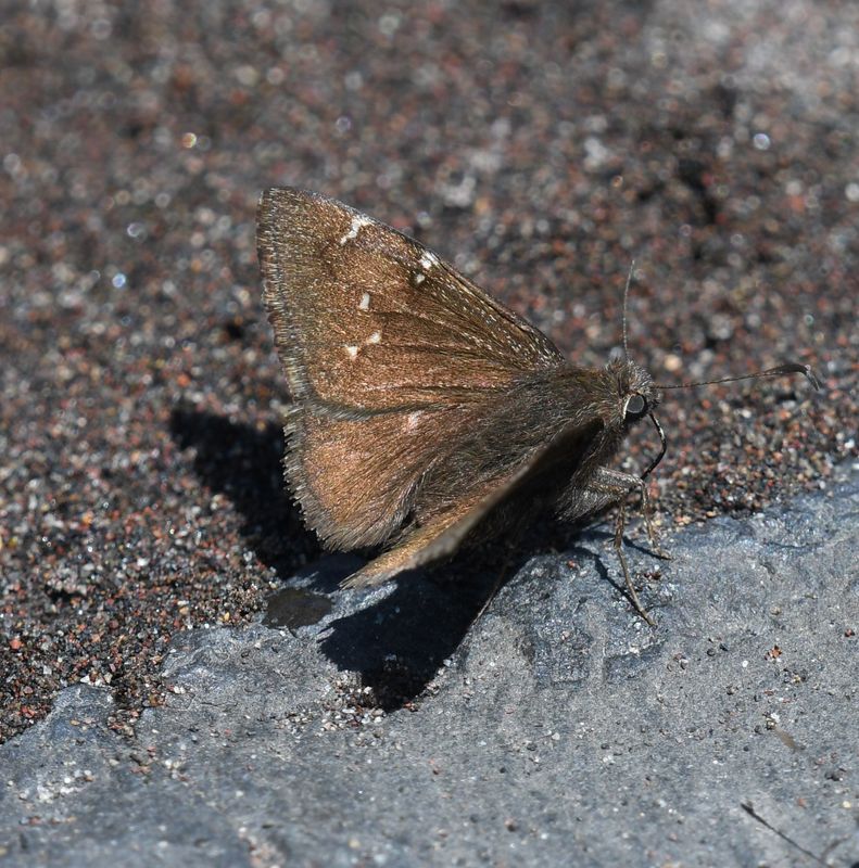 Northern Cloudywing: Cecropterus pylades