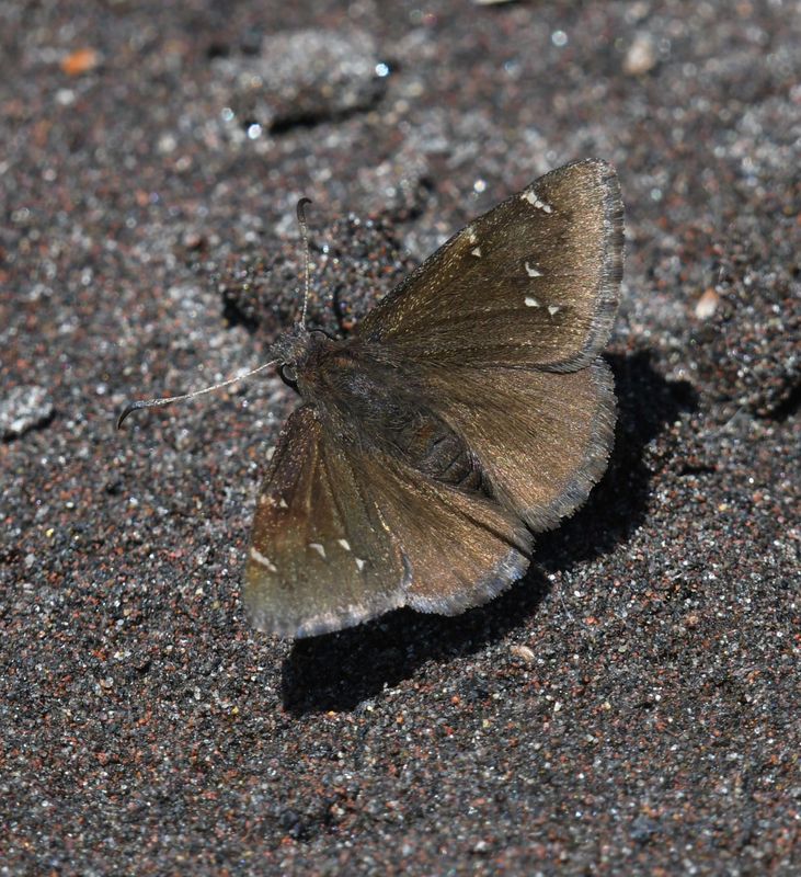 Northern Cloudywing: Cecropterus pylades