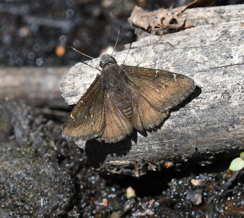 Northern Cloudywing: Cecropterus pylades