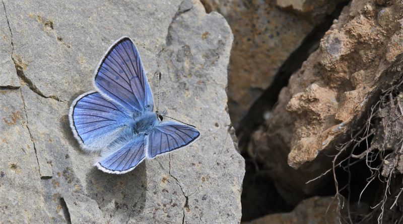 Blue Copper: Lycaena heteronea