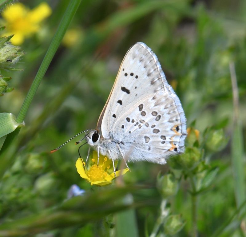Edith's Copper: Lycaena editha