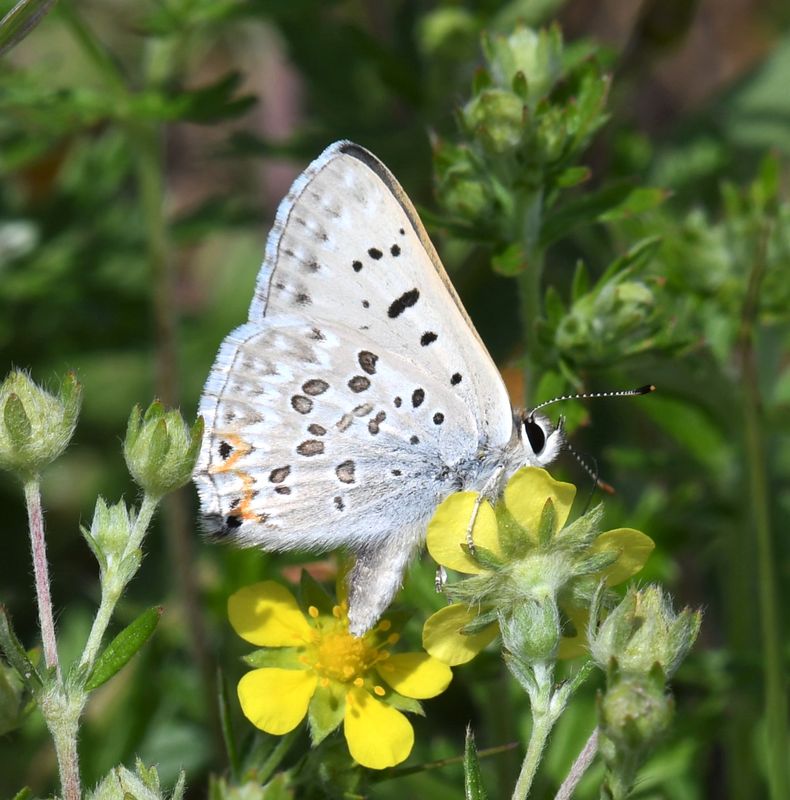 Edith's Copper: Lycaena editha