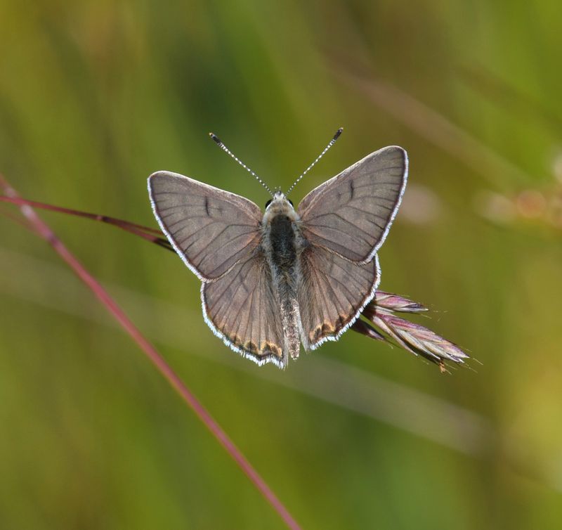 Edith's Copper: Lycaena editha