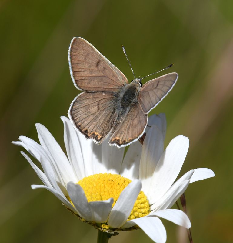 Edith's Copper: Lycaena editha