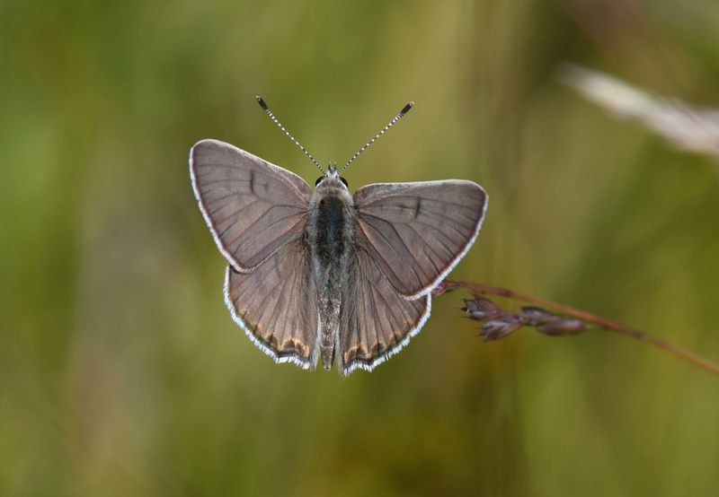 Edith's Copper: Lycaena editha