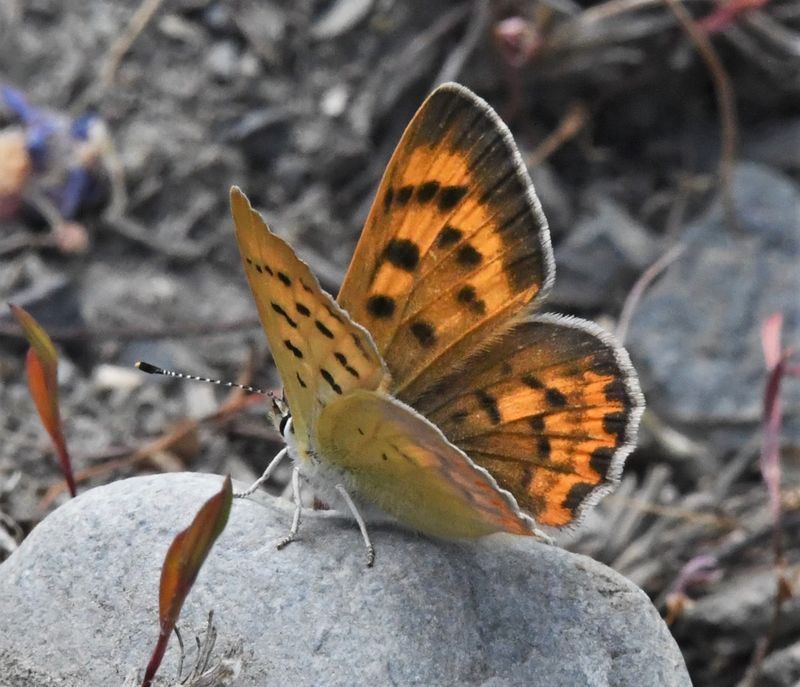 Lilac-bordered Copper: Lycaena nivalis