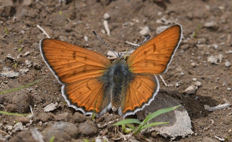 Lilac-bordered Copper: Lycaena nivalis