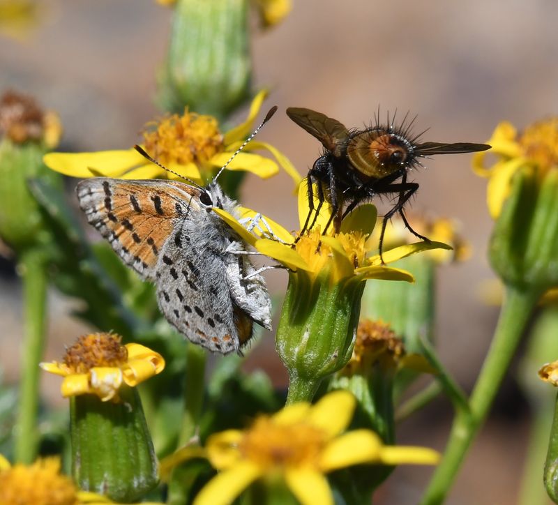Lustrous Copper: Lycaena cupreus
