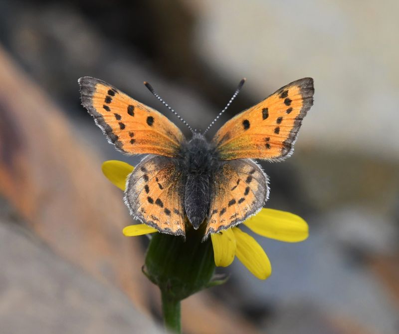 Lustrous Copper: Lycaena cupreus