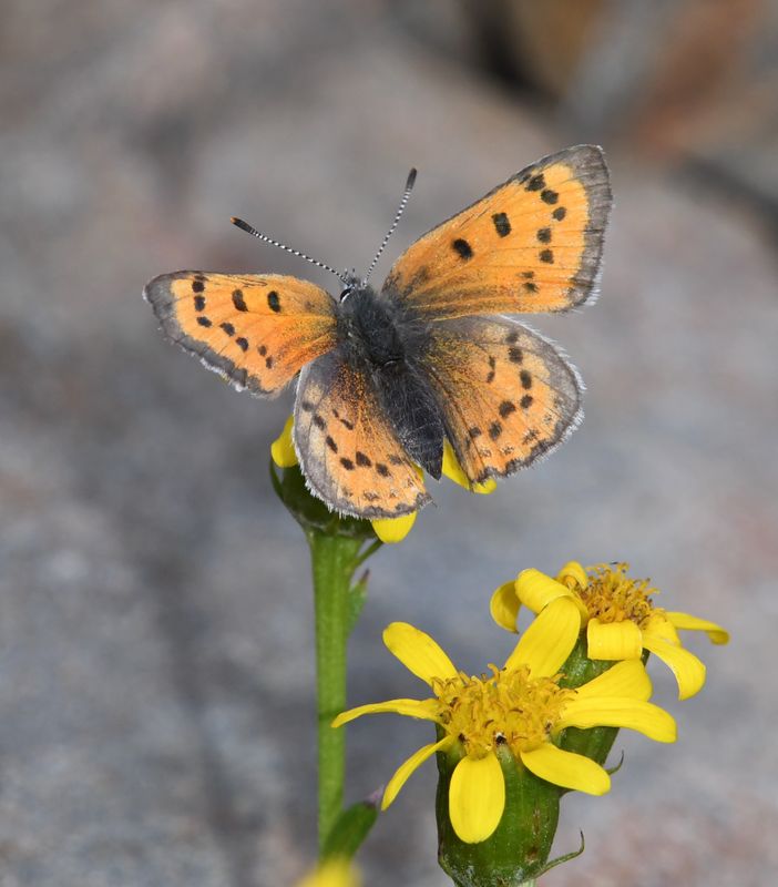 Lustrous Copper: Lycaena cupreus